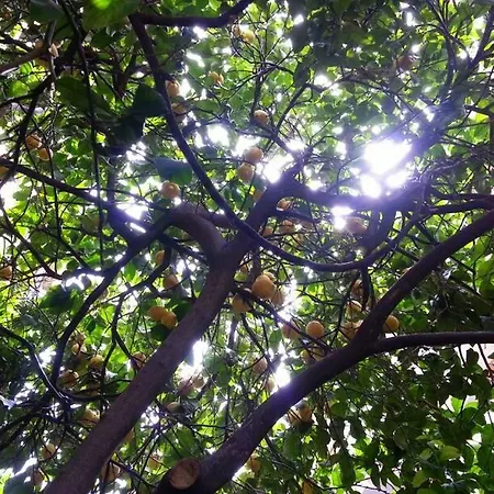 Gasthuis Il Limone Nascosto *